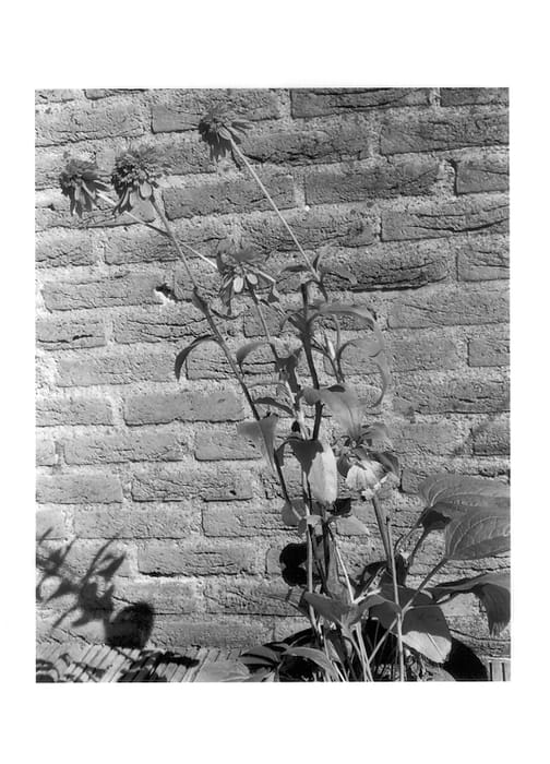 Figure 1 of US plant patent PP13894, the photograph of Razzmatazz printed in the patent.