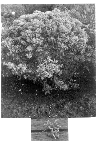 Figure 1 of US plant patent PP13895, the photograph of Kolmstar printed in the patent.