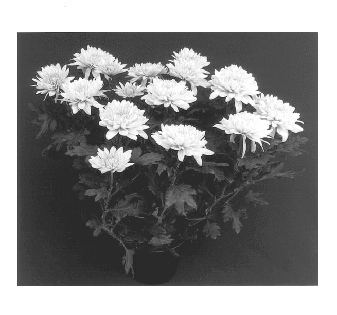 Figure 1 of US plant patent PP13896, the photograph of Yopresidio printed in the patent.