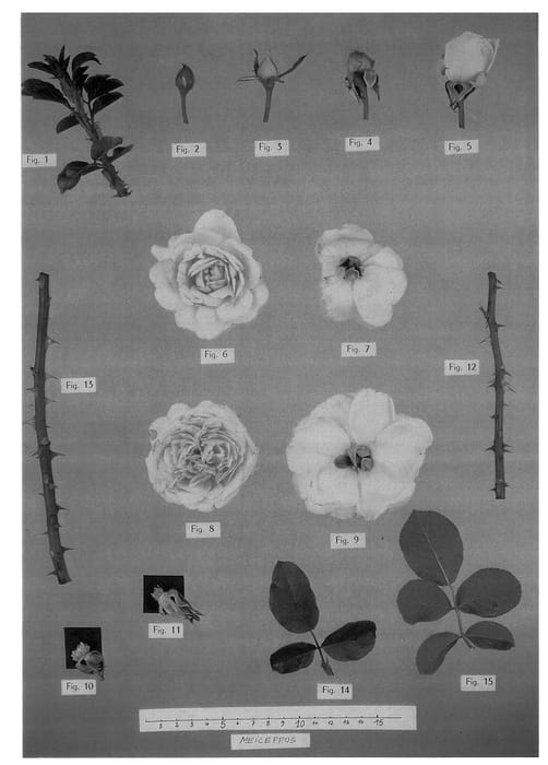 Figure 1 of US plant patent PP13897, the photograph of Meiceppus printed in the patent.