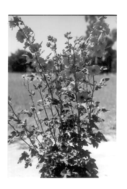Figure 1 of US plant patent PP13898, the photograph of Red Rum printed in the patent.