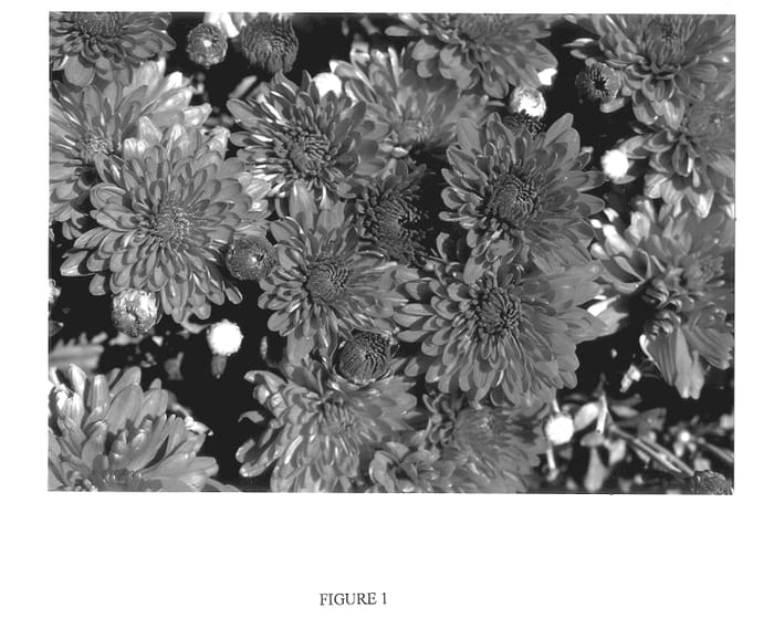 Figure 1 of US plant patent PP13899, the photograph of GEDI ONE MIS printed in the patent.