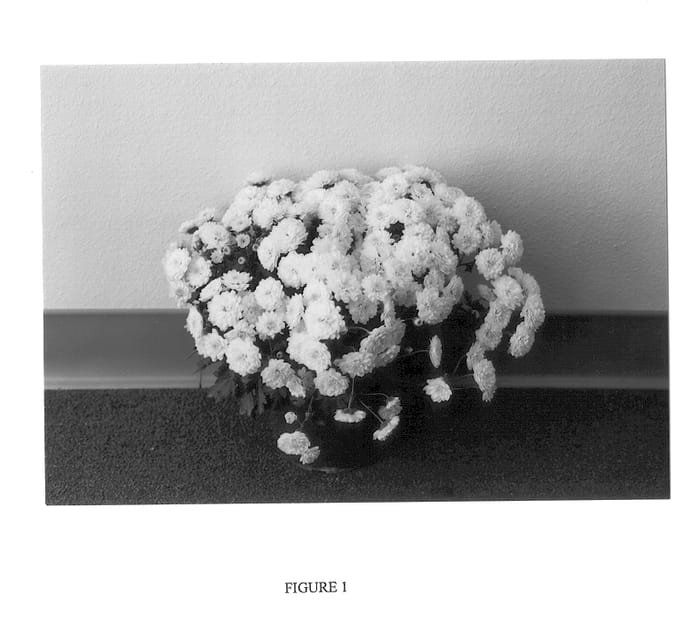Figure 1 of US plant patent PP13900, the photograph of GEDI ONE CEL printed in the patent.