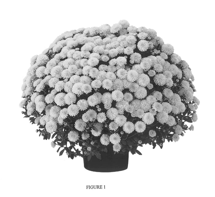 Figure 1 of US plant patent PP13901, the photograph of GEDI ONE SOR printed in the patent.