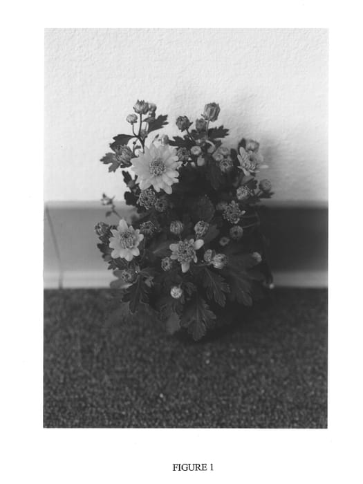 Figure 1 of US plant patent PP13902, the photograph of Gedi One Cen printed in the patent.