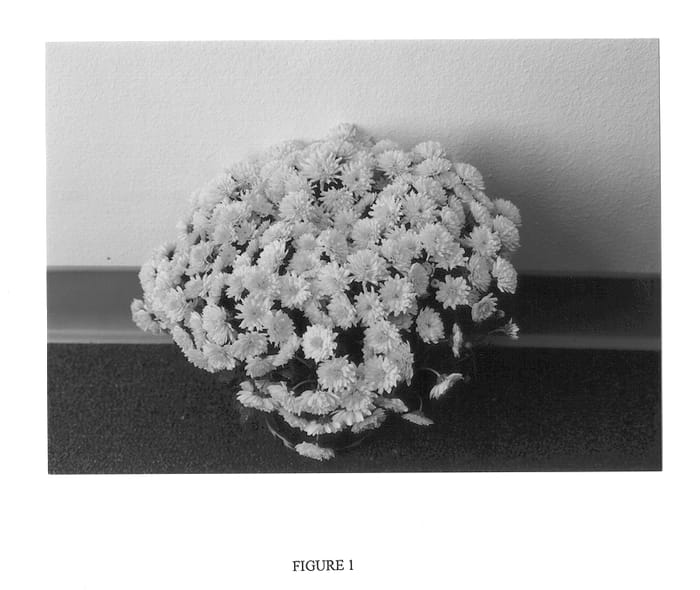 Figure 1 of US plant patent PP13903, the photograph of Gedi One Ylcel printed in the patent.