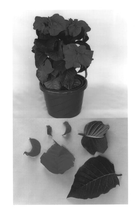 Figure 1 of US plant patent PP13904, the photograph of Winrose printed in the patent.