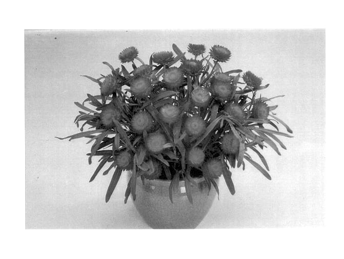 Figure 1 of US plant patent PP13905, the photograph of Copper printed in the patent.
