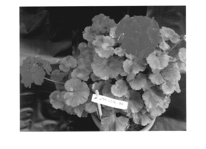 Figure 1 of US plant patent PP13906, the photograph of Duevidared printed in the patent.
