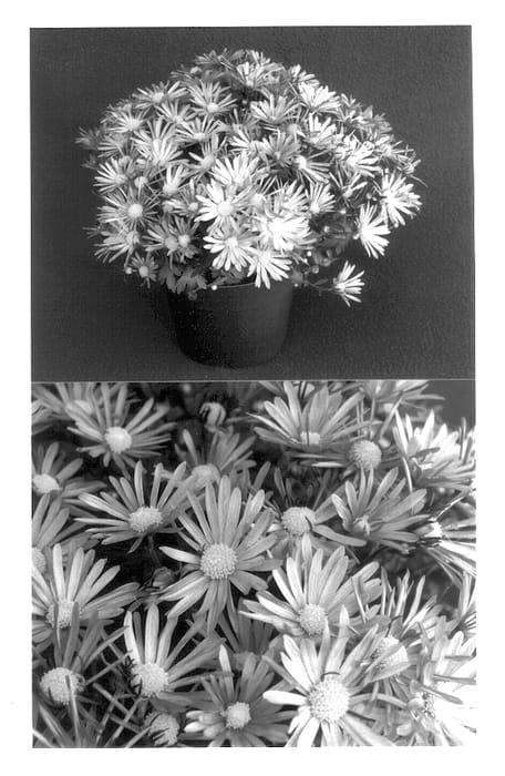 Figure 1 of US plant patent PP13907, the photograph of Yonatasha printed in the patent.