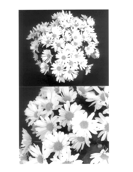 Figure 1 of US plant patent PP13908, the photograph of Yojeanette printed in the patent.