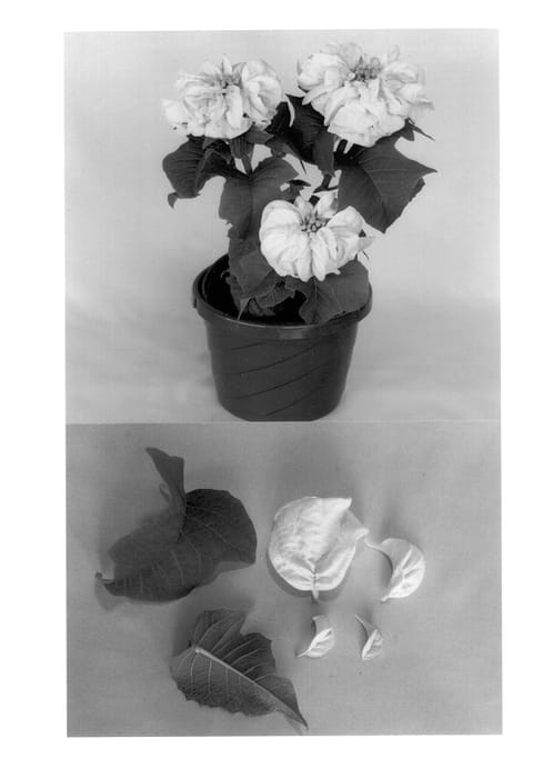 Figure 1 of US plant patent PP13909, the photograph of Eckaimon printed in the patent.