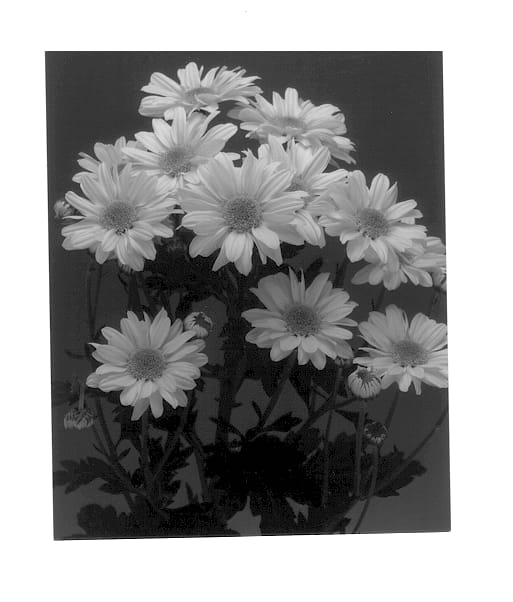 Figure 1 of US plant patent PP13910, the photograph of Yellow Reagan Mundo printed in the patent.