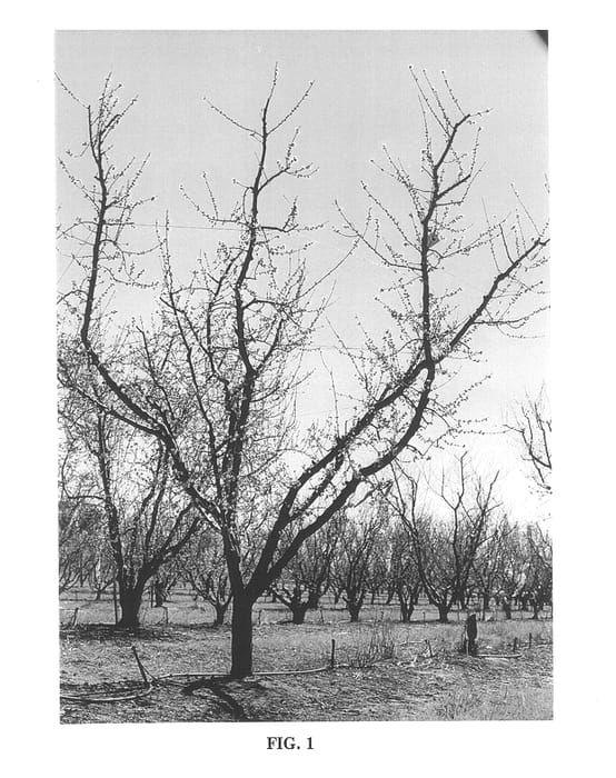 Figure 1 of US plant patent PP13911, the photograph of Goodwin printed in the patent.