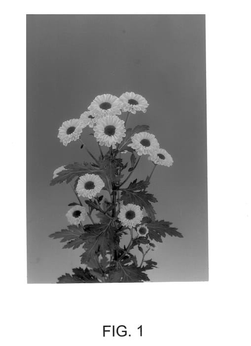 Figure 1 of US plant patent PP13912, the photograph of Vygold printed in the patent.
