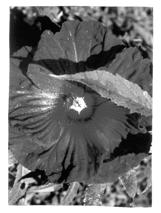 Figure 1 of US plant patent PP13913, the photograph of Torchy printed in the patent.