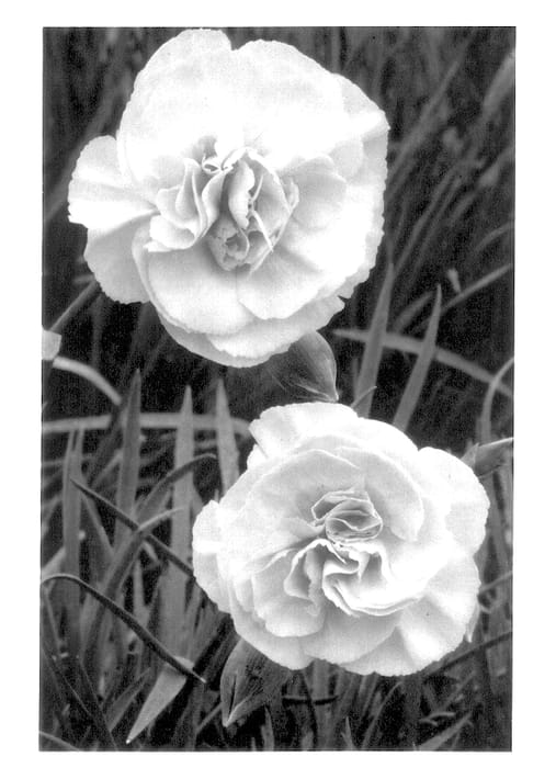 Figure 1 of US plant patent PP13914, the photograph of Valda Judith printed in the patent.