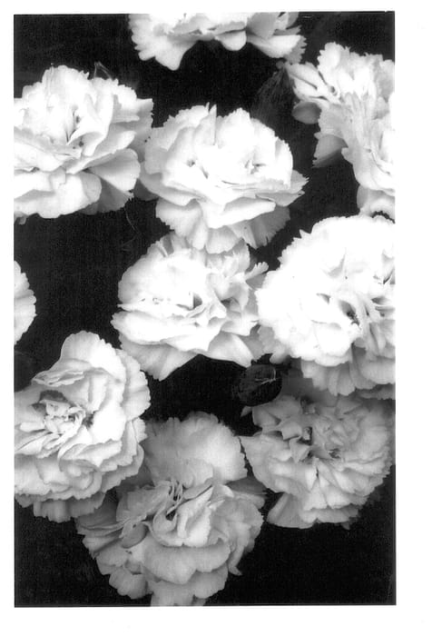 Figure 1 of US plant patent PP13915, the photograph of Valda Isolde printed in the patent.