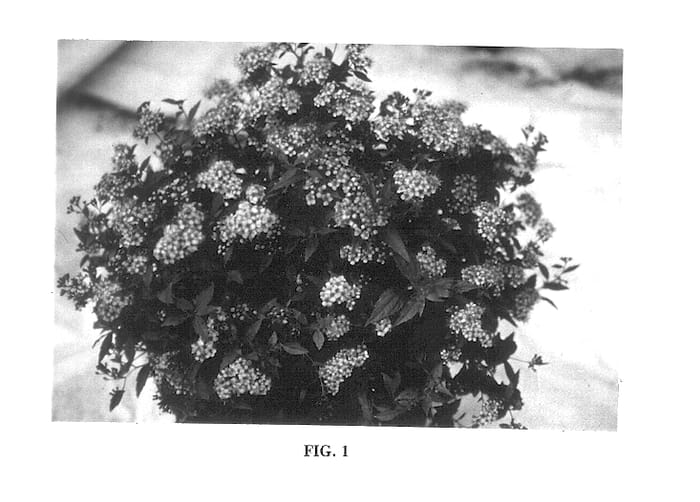 Figure 1 of US plant patent PP13916, the photograph of Flowering Choice printed in the patent.