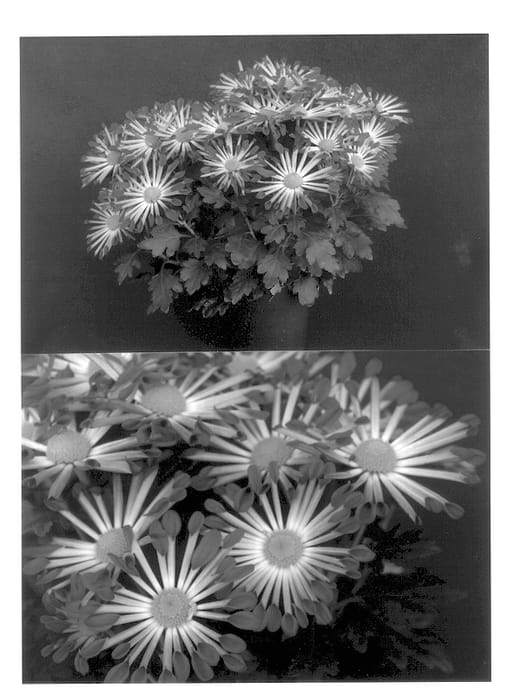 Figure 1 of US plant patent PP13917, the photograph of Yolaporte printed in the patent.