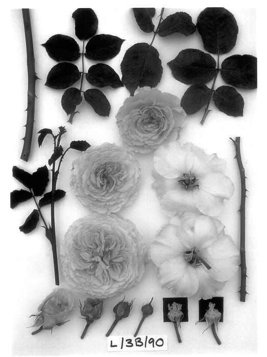 Figure 1 of US plant patent PP13918, the photograph of AUScrystal printed in the patent.