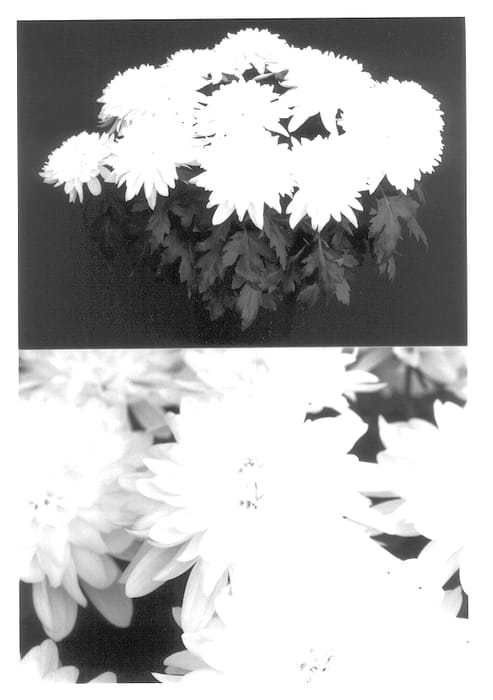 Figure 1 of US plant patent PP13919, the photograph of Yohomestead printed in the patent.