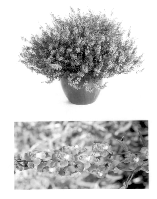 Figure 1 of US plant patent PP13920, the photograph of Balanglapi printed in the patent.