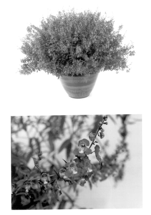 Figure 1 of US plant patent PP13921, the photograph of Balangimpu printed in the patent.
