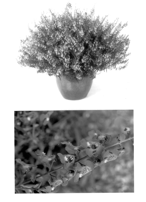 Figure 1 of US plant patent PP13922, the photograph of Balangimla printed in the patent.