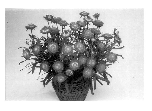 Figure 1 of US plant patent PP13923, the photograph of Rose Pink printed in the patent.