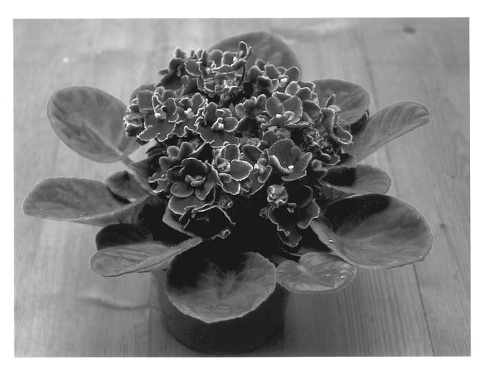 Figure 1 of US plant patent PP13924, the photograph of Ina printed in the patent.