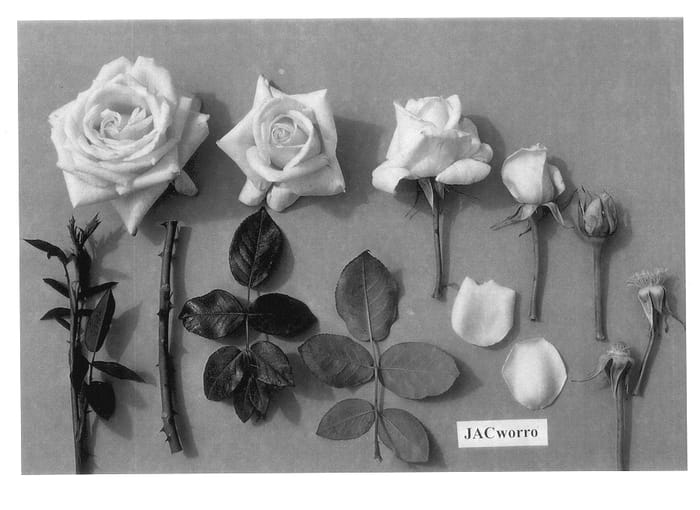 Figure 1 of US plant patent PP13925, the photograph of JACworro printed in the patent.