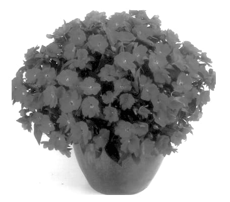 Figure 1 of US plant patent PP13926, the photograph of Balcebimho printed in the patent.