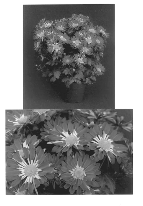 Figure 1 of US plant patent PP13927, the photograph of Red Yoduluth printed in the patent.