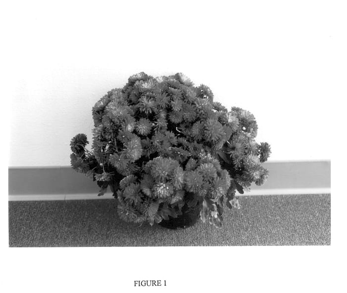 Figure 1 of US plant patent PP13928, the photograph of Gedi One Sav printed in the patent.