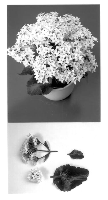 Figure 1 of US plant patent PP13929, the photograph of White Cora printed in the patent.