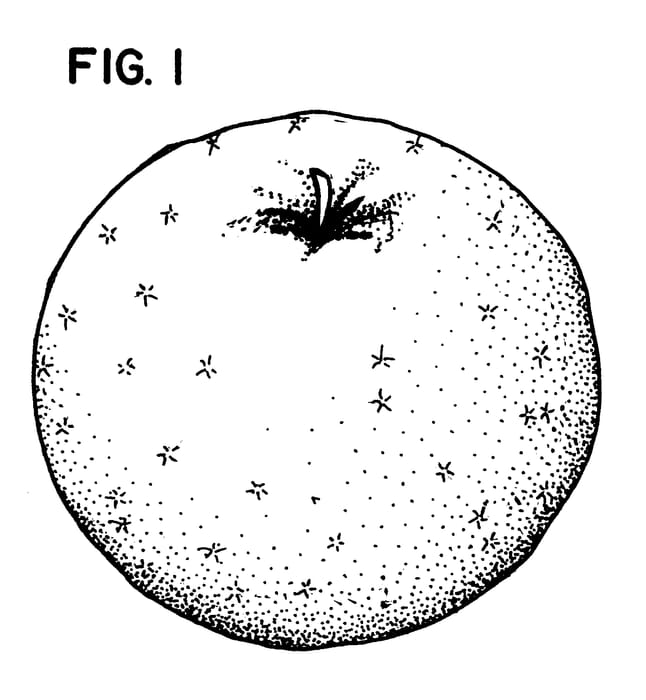 Figure 1 of US plant patent PP13930, the photograph of Stella Minnesota printed in the patent.
