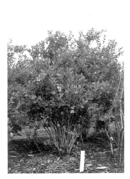 Figure 1 of US plant patent PP13931, the photograph of Southern Belle printed in the patent.