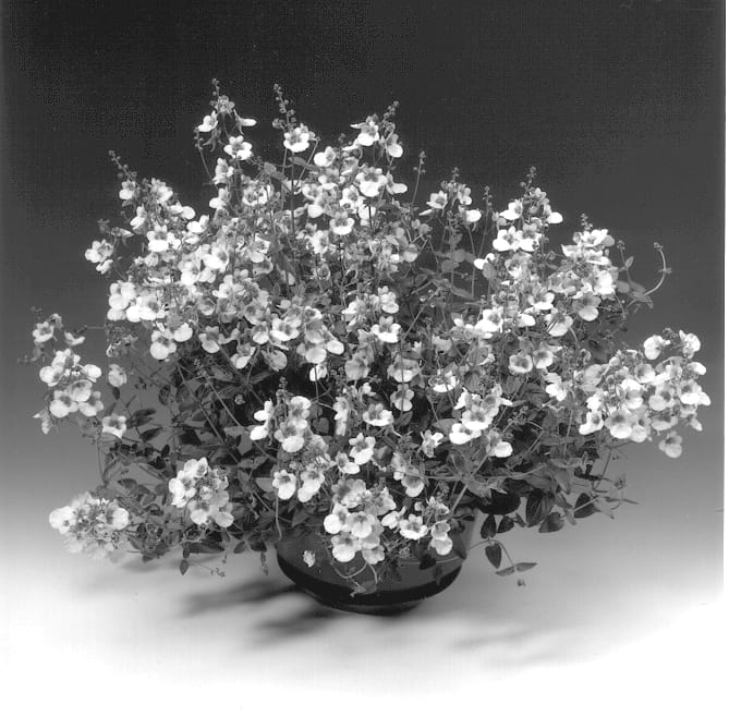Figure 1 of US plant patent PP13932, the photograph of Diastina printed in the patent.