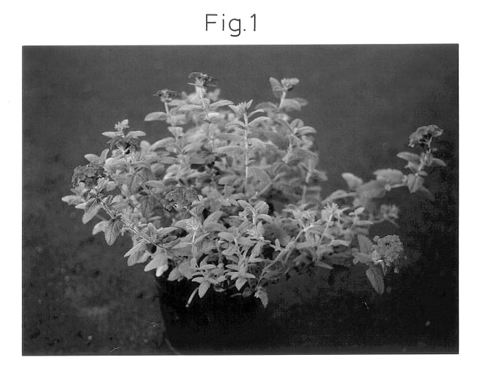 Figure 1 of US plant patent PP13933, the photograph of Sunvivapa printed in the patent.