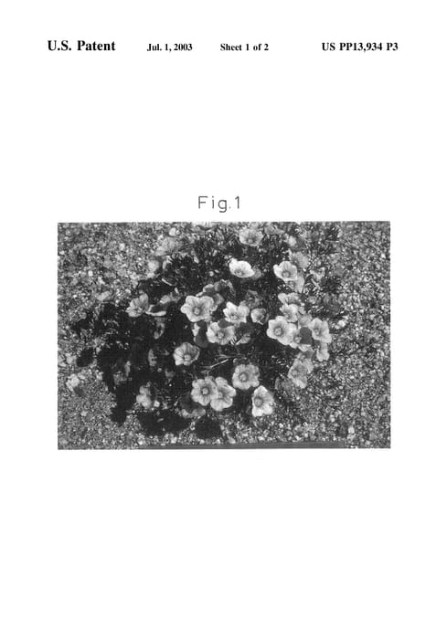 Figure 5 of US plant patent PP13934, the photograph of Sunnicobu printed in the patent.