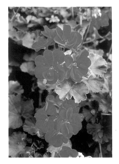 Figure 1 of US plant patent PP13936, the photograph of Pacsam printed in the patent.