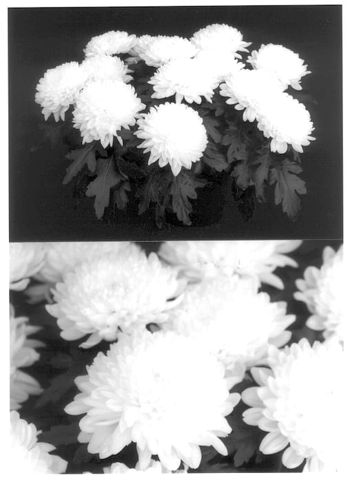 Figure 1 of US plant patent PP13937, the photograph of Yooakland printed in the patent.