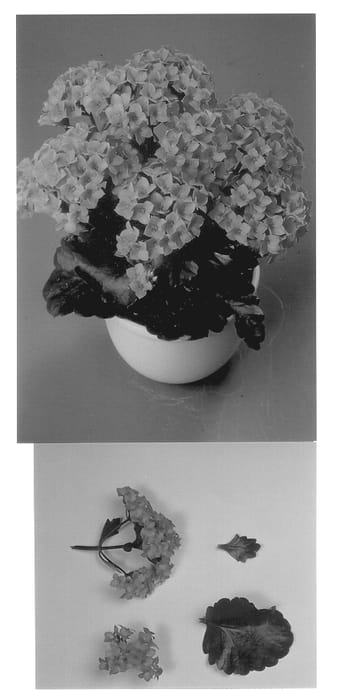 Figure 1 of US plant patent PP13938, the photograph of Dark Cora printed in the patent.