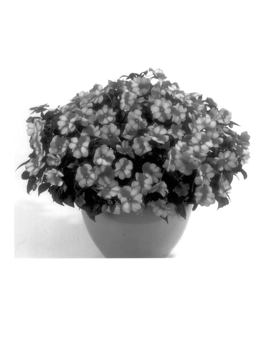 Figure 1 of US plant patent PP13939, the photograph of Balcebstar printed in the patent.