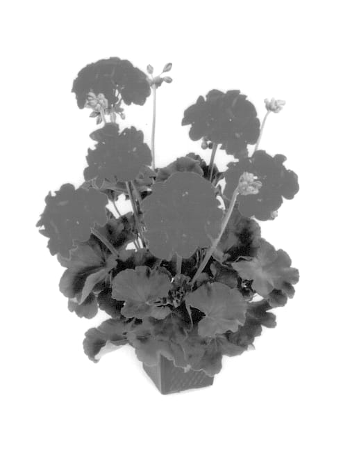 Figure 1 of US plant patent PP13940, the photograph of Baldescart printed in the patent.