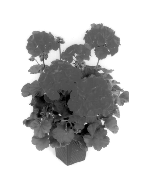 Figure 1 of US plant patent PP13941, the photograph of Balshobrer printed in the patent.