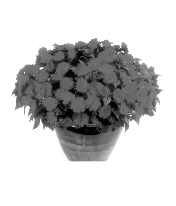 Figure 1 of US plant patent PP13942, the photograph of Balcelreim printed in the patent.