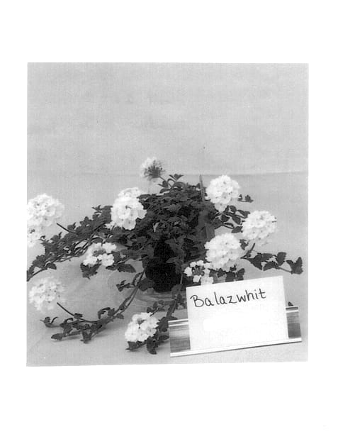 Figure 1 of US plant patent PP13943, the photograph of Balazwhit printed in the patent.
