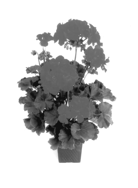 Figure 1 of US plant patent PP13944, the photograph of Balshodel printed in the patent.